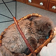 Bob participe au concours pour gagner de l'argent avec cette photo : animal, basket, cat, comfort, cozy, curled_up, cute, domestic, fluffy, fur, furniture, gray, indoor, pet, relaxed, resting, sleeping, soft, warm, wood