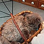 animal, basket, cat, comfort, cozy, curled_up, cute, domestic, fluffy, fur, furniture, gray, indoor, pet, relaxed, resting, sleeping, soft, warm, wood