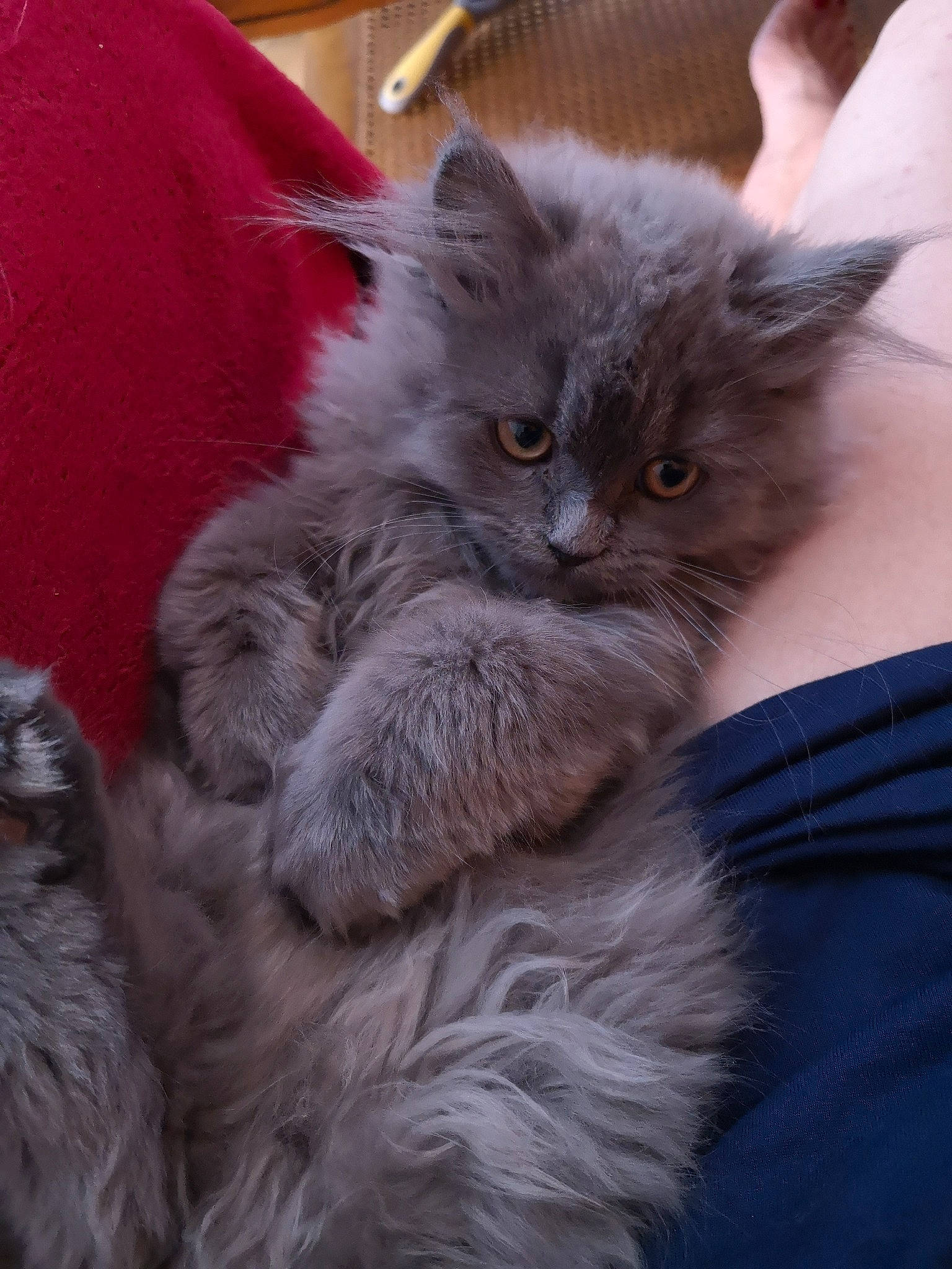 Bob participe au concours pour gagner de l'argent avec cette photo : asian, asian_semi_longhair, british_longhair, british_semi_longhair, carnivore, cat, domestic_long_haired_cat, felidae, fur, kitten, maine_coon, mammal, nebelung, norwegian_forest_cat, pixie_bob, ragamuffin, siberian, small_to_medium_sized_cats, vertebrate, whiskers