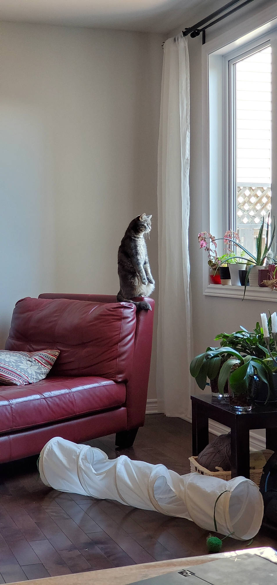 Charlie participe au concours pour gagner de l'argent avec cette photo : cat, comfort, couch, floor, flooring, flowerpot, furniture, grey, hardwood, houseplant, interior_design, line, living_room, plant, property, studio_couch, textile, wall, window, wood