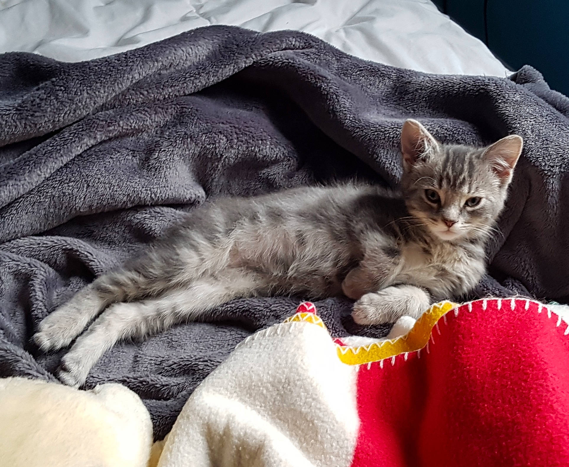 Charlie a rejoint le concours — aidez-le/la à gagner de superbes lots ! blanket, carnivore, cat, comfort, domestic_short_haired_cat, felidae, fur, linens, small_to_medium_sized_cats, tabby_cat, tail, textile, vertebrate, whiskers