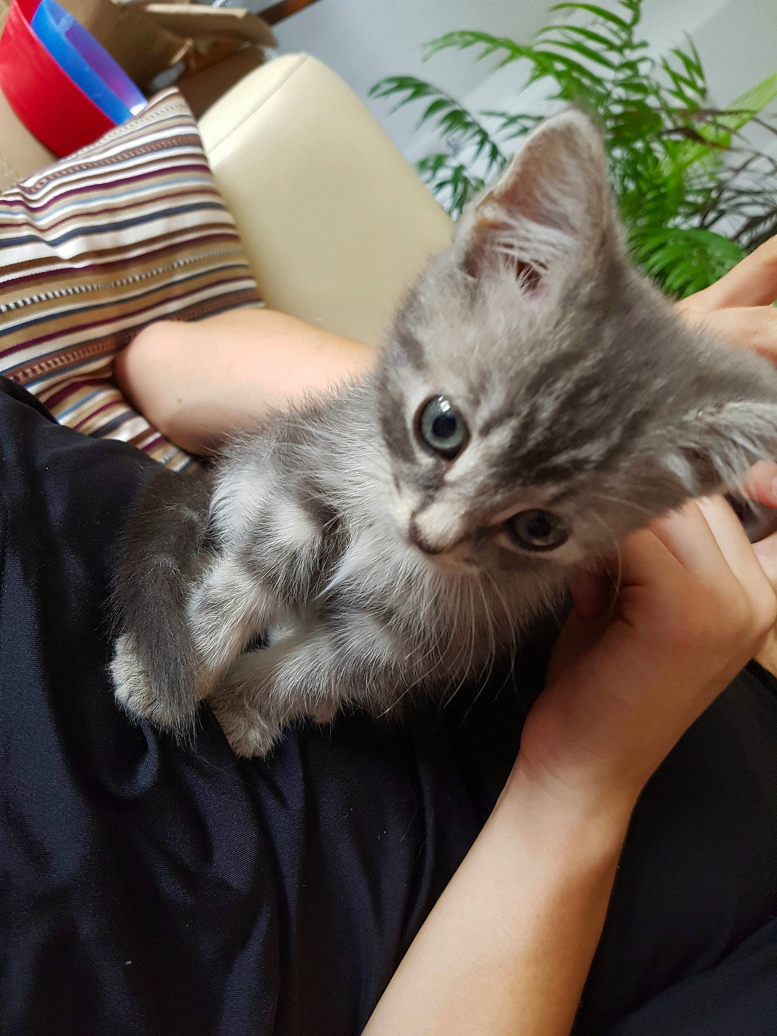 Charlie a rejoint le concours — aidez-le/la à gagner de superbes lots ! carnivore, cat, curious, domestic_short_haired_cat, felidae, finger, fur, gesture, houseplant, human, iris, kitten, nail, small_to_medium_sized_cats, vertebrate, whiskers