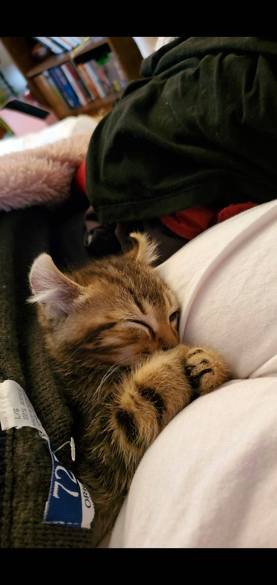 Momo Jam participe au concours pour gagner de l'argent avec cette photo : carnivore, cat, claw, comfort, domestic_short_haired_cat, ear, fawn, felidae, fur, human_leg, linens, nap, paw, sitting, small_to_medium_sized_cats, snout, tail, vertebrate, whiskers, wildlife