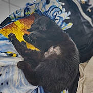 Batgirl a rejoint le concours — aidez-le/la à gagner de superbes lots ! cat, black_cat, sleeping, blanket, cozy, indoor, pet, fur, paw, relaxed, animal, cute, resting, soft, cuddle, comfort, napping, feline, warm, domestic