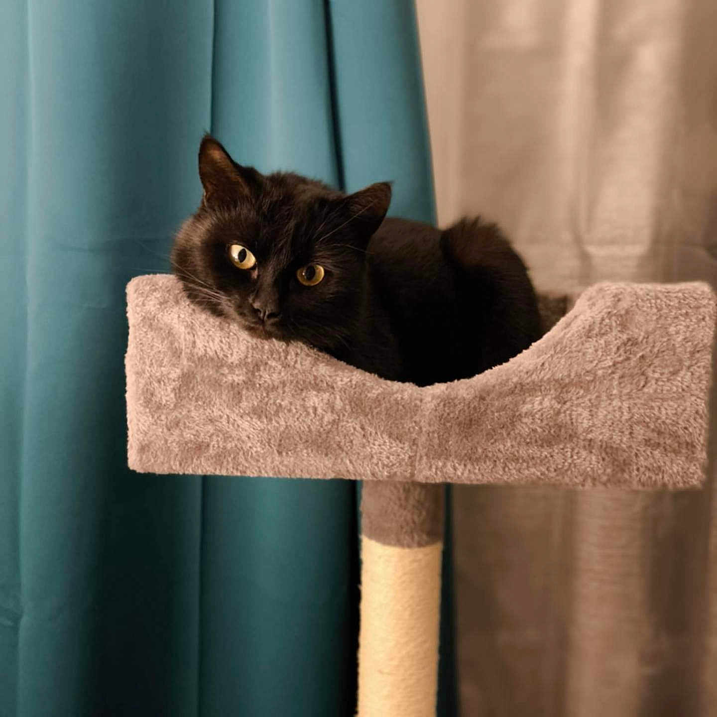 Batgirl a rejoint le concours — aidez-le/la à gagner de superbes lots ! animal, black_cat, cat, cat_tree, close_up, comfortable, cozy, curtains, cute, feline, furniture, home, indoor, pet, plush, portrait, relaxed, resting, soft_lighting, yellow_eyes