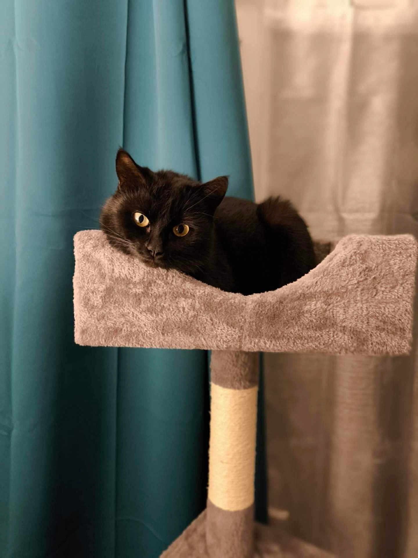 Batgirl a rejoint le concours — aidez-le/la à gagner de superbes lots ! cat, black_cat, cat_tree, pet, indoor, curtains, plush, furniture, animal, yellow_eyes, relaxed, cozy, soft_lighting, portrait, feline, home, comfortable, resting, close_up, cute