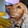 Sterling a rejoint le concours — aidez-le/la à gagner de superbes lots ! dog, golden_retriever, licking, tongue, spoon, food, indoor, yellow_blanket, fur, pet, close_up, animal, nose, collar, cute, cozy, background_blur, television, domestic_animal, relaxed