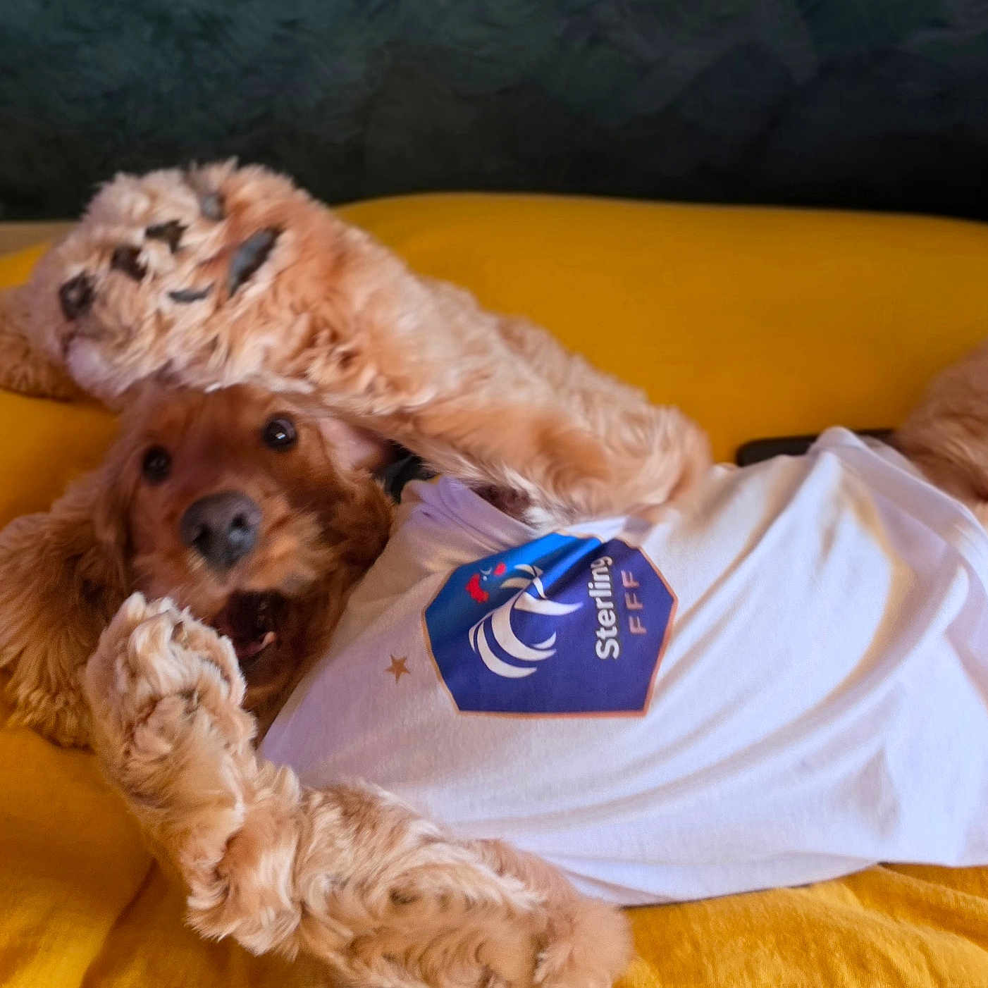 Sterling a rejoint le concours — aidez-le/la à gagner de superbes lots ! dog, golden_brown, white_shirt, blue_emblem, yellow_surface, playful, pet, fur, canine, lying_down, indoor, closeup, cute, animal, portrait, friendly, domestic, expression, paws, fur_texture