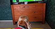 Sterling participe au concours pour gagner de l'argent avec cette photo : animal, blanket, canine, colorful_wall, couch, dog, floor, furniture, home, indoor, jersey, living_room, pet, relaxed, soccer_game, sports, television, watching, wooden_dresser, yellow_blanket