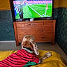 dog, jersey, yellow_blanket, television, soccer_game, wooden_dresser, indoor, sports, pet, watching, furniture, living_room, canine, colorful_wall, relaxed, home, floor, animal, couch, blanket