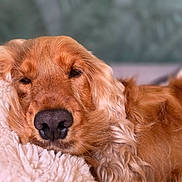 Sterling a rejoint le concours — aidez-le/la à gagner de superbes lots ! dog, golden_retriever, pet, sleeping, cozy, fluffy, blanket, closeup, fur, relaxed, cute, animal, mammal, domestic_animal, indoors, resting, soft, snuggled, portrait, warm
