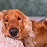 dog, golden_retriever, pet, sleeping, cozy, fluffy, blanket, closeup, fur, relaxed, cute, animal, mammal, domestic_animal, indoors, resting, soft, snuggled, portrait, warm