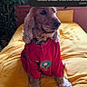 Sterling a rejoint le concours — aidez-le/la à gagner de superbes lots ! dog, pet, red_jersey, bed, yellow_bedspread, indoor, plant, wooden_furniture, animal, canine, fur, portrait, sitting, clothing, cute, cozy, looking_away, domestic, houseplant, text_overlay