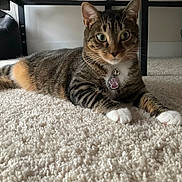 Charlotte is registered to the contest to win money with this photo: animal, carpet, cat, closeup, collar, curious, ears, feline, floor, fur, home, indoor, paw_tag, paws, pet, relaxed, striped, tabby, table, whiskers