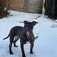 Nala a rejoint le concours — aidez-le/la à gagner de superbes lots ! dog, canine, brindle_coat, snow, winter, backyard, wooden_gate, fence, hedge, pawprints, pet, outdoors, standing, attentive, portrait, white_chest_patch, car, driveway, footprints, cold