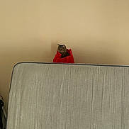 Saide joined the competition — help win amazing prizes! cat, red_bag, mattress, beige_wall, indoor, curious, pet, feline, hiding, resting, home, quiet, cozy, furniture, animal, cute, tabby, striped, still, light