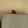 cat, red_bag, mattress, beige_wall, indoor, curious, pet, feline, hiding, resting, home, quiet, cozy, furniture, animal, cute, tabby, striped, still, light