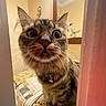 Saide joined the competition — help win amazing prizes! cat, tabby, curious, wide_eyes, bell_collar, whiskers, doorway, bathroom, towel, countertop, mirror, wall_decor, butterfly, indoor, pet, fur, close_up, animal, feline, curiosity