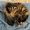 Saide is registered to the contest to win money with this photo: cat, tabby, fluffy, fur, striped, pet, animal, cute, curled_up, blue_towel, floor, indoor, relaxed, whiskers, tail, paws, eyes, feline, domestic, cozy