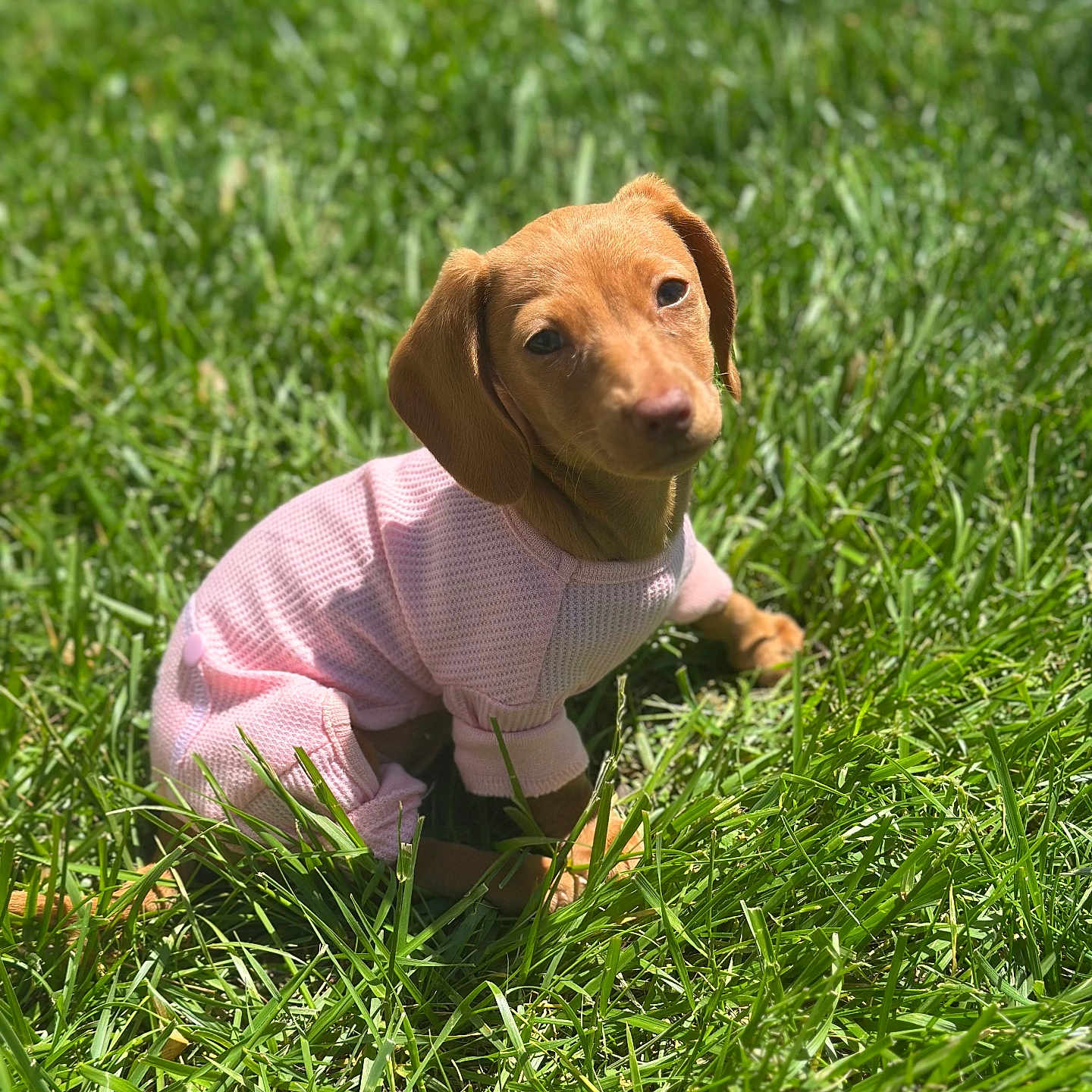 Daisy joined the competition — help win amazing prizes! adorable, animal, cute, daylight, dog, ears, fur, grass, green, mammal, nature, outdoor, pet, pink_sweater, portrait, puppy, sitting, small_dog, sunlight, young_dog