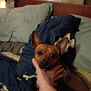 Clyde is registered to the contest to win money with this photo: dog, small_dog, pet, bed, pillow, blanket, bedding, comforter, human_hand, ears, eyes, brown_coat, portrait, indoors, bedroom, headboard, lamp, closeup, looking_at_camera, cozy