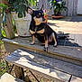 dog, small_dog, chihuahua, black_and_tan, pet, porch, wooden_steps, potted_plant, monstera, flowering_plant, sunlight, shadow, outdoor, deck, plant_pot, looking_away, ears_up, paws, doormat, garden