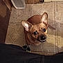 dog, chihuahua, small_dog, brown_dog, looking_up, big_ears, tile_floor, indoor, shoe, water_bottle, wooden_paneling, door, pet, begging, expressive_eyes, close_up, tiling, floor_pattern, companion, whimsical_expression