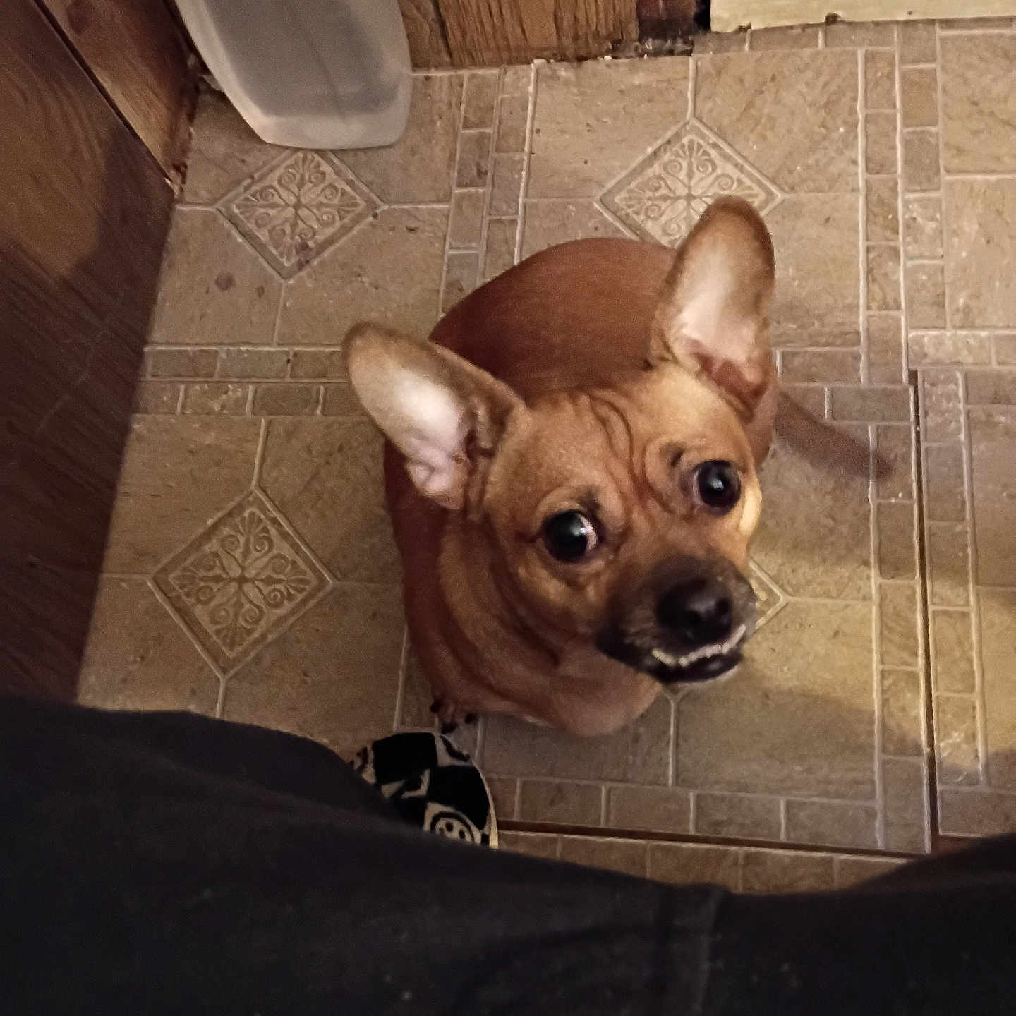 Flossey May joined the competition — help win amazing prizes! begging, big_ears, brown_dog, chihuahua, close_up, companion, dog, door, expressive_eyes, floor_pattern, indoor, looking_up, pet, shoe, small_dog, tile_floor, tiling, water_bottle, whimsical_expression, wooden_paneling