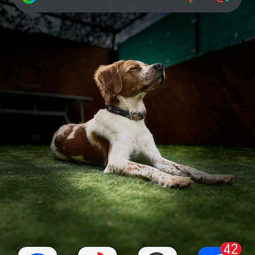 Vick a rejoint le concours — aidez-le/la à gagner de superbes lots ! animal, brown_and_white, canine, closeup, collar, cute, dog, fur, grass, lying_down, nature, outdoor, peaceful, pet, portrait, puppy, relaxed, resting, shaded, sunlight