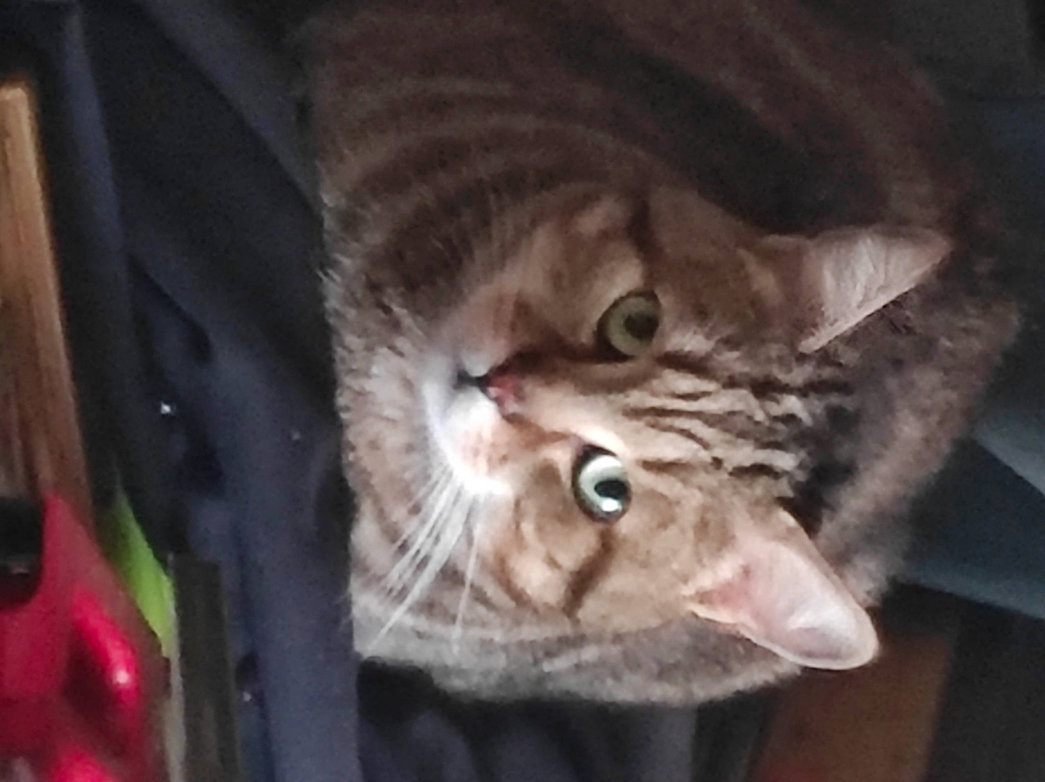 Minouche participe au concours pour gagner de l'argent avec cette photo : carnivore, cat, comfort, domestic_short_haired_cat, ear, fang, felidae, fur, small_to_medium_sized_cats, snout, whiskers