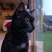 Mew a rejoint le concours — aidez-le/la à gagner de superbes lots ! animal, black_cat, cat, closeup, domestic_cat, feline, fur, green_eyes, houseplant, indoor, looking_out, natural_light, pet, quiet, reflection, serene, side_profile, still_life, whiskers, window