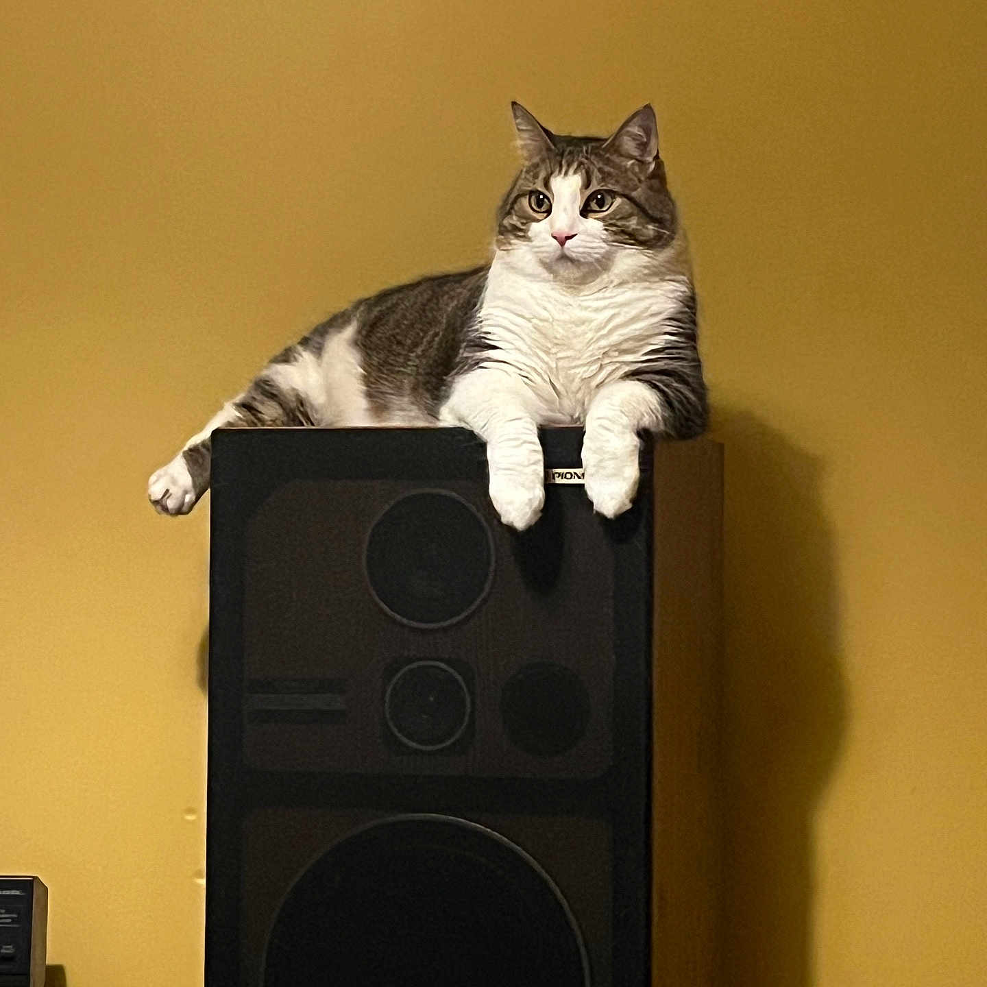 Tiquo joined the competition — help win amazing prizes! animal, cat, closeup, domestic_cat, ears, electronics, furniture, household, indoor, mammal, paws, pet, relaxed, resting, shadow, speaker, tabby_cat, whiskers, wood, yellow_wall