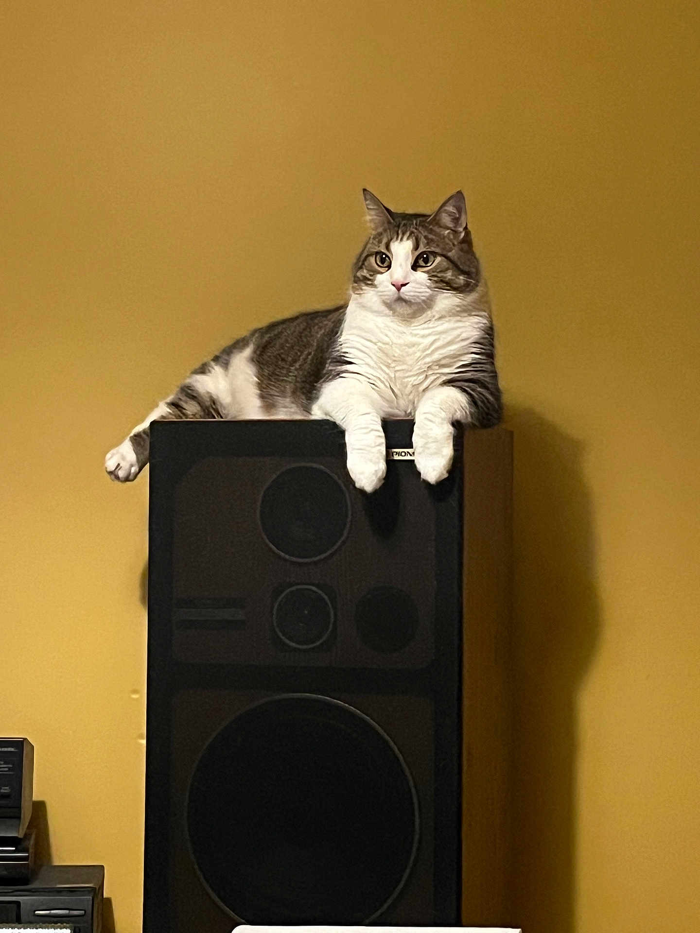 Tiquo joined the competition — help win amazing prizes! cat, tabby_cat, speaker, indoor, furniture, yellow_wall, relaxed, pet, animal, mammal, paws, ears, whiskers, domestic_cat, resting, household, electronics, wood, shadow, closeup