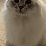 Zora joined the competition — help win amazing prizes! cat, fluffy, indoor, carpet, pet, animal, feline, closeup, face, whiskers, ears, paws, cute, domestic, mammal, sitting, fur, expression, portrait, eyes