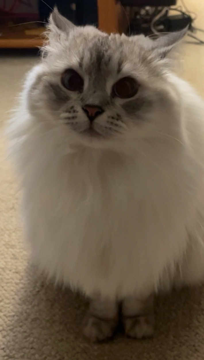 Zora joined the competition — help win amazing prizes! cat, fluffy, indoor, carpet, pet, animal, feline, closeup, face, whiskers, ears, paws, cute, domestic, mammal, sitting, fur, expression, portrait, eyes