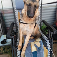 Esme joined the competition — help win amazing prizes! dog, german_shepherd, chair, outdoor, pet, animal, furniture, cushion, blurred, seat, canine, domestic_animal, resting, leash, metal_frame, grass, background, sidewalk, relaxing, home
