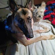 Esmacena is registered to the contest to win money with this photo: animal, bed, blanket, blurred_background, canine, companion, dog, domestic, fur, furniture, german_shepherd, home, indoor, lying_down, pet, relaxing, resting, sleeping_area, tongue, two_dogs