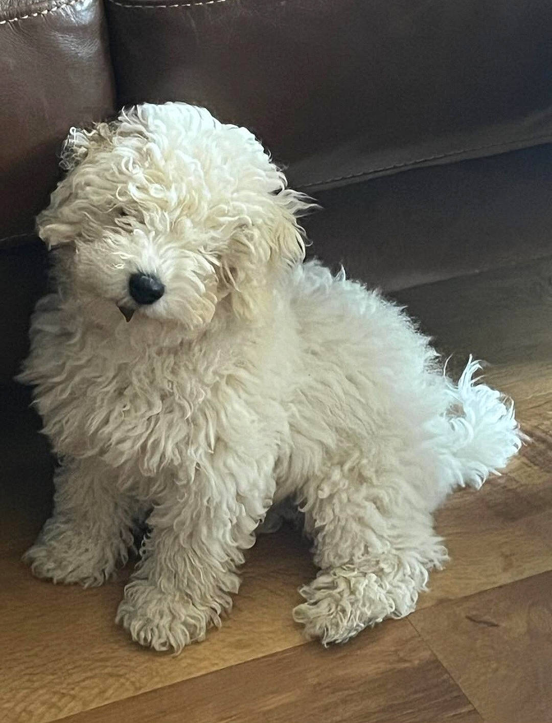 Maggy is registered to the contest to win money with this photo: canidae, carnivore, companion_dog, dog, dog_breed, dog_collar, fur, labradoodle, maltepoo, non_sporting_group, poodle, puppy, small_terrier, snout, sporting_group, tail, terrier, toy_dog, water_dog, working_animal