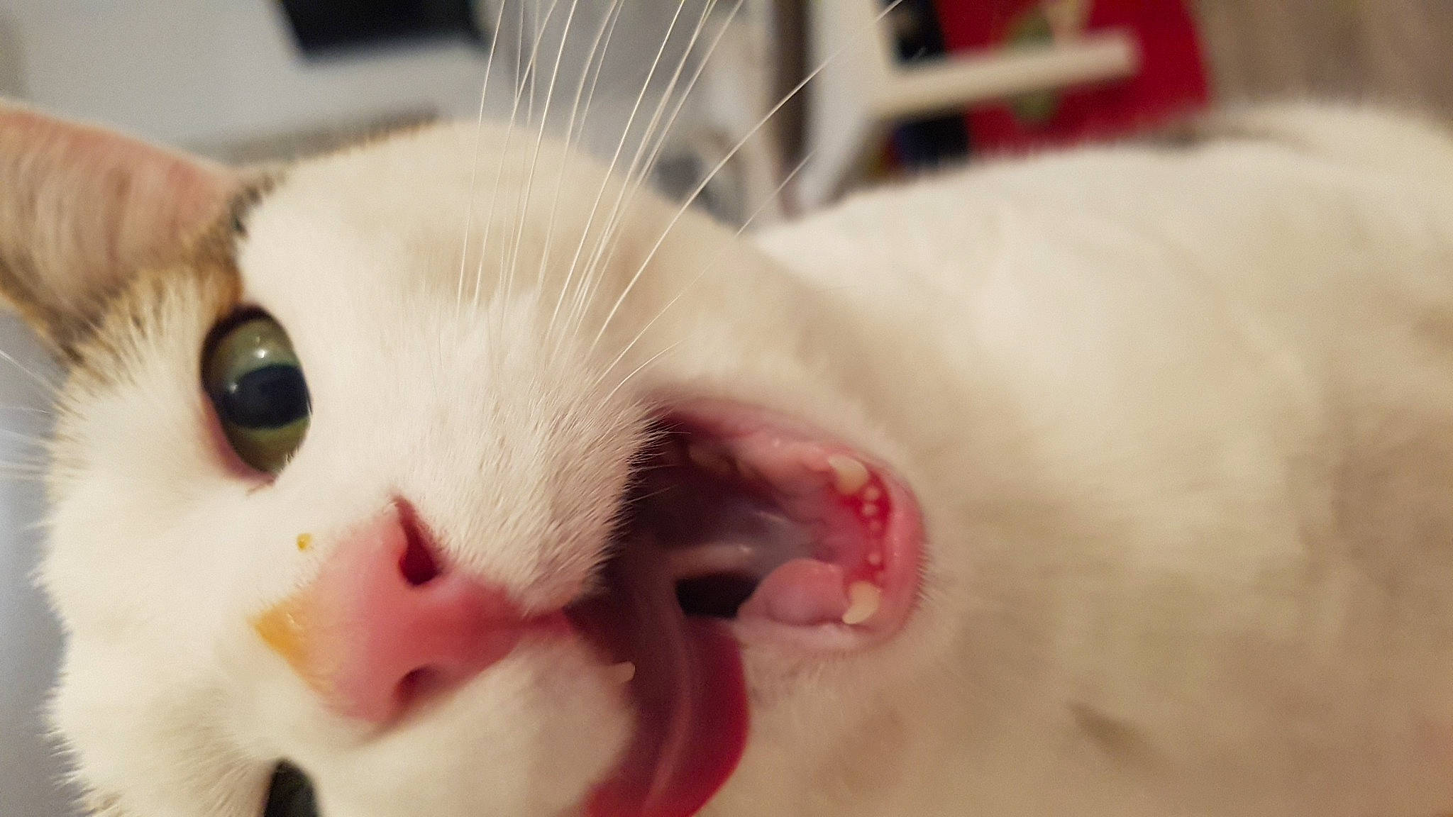 Dolly participe au concours pour gagner de l'argent avec cette photo : carnivore, cat, child, claw, comfort, domestic_short_haired_cat, ear, eye, eyebrow, eyelash, fawn, felidae, fur, head, iris, nose, paw, small_to_medium_sized_cats, snout, whiskers