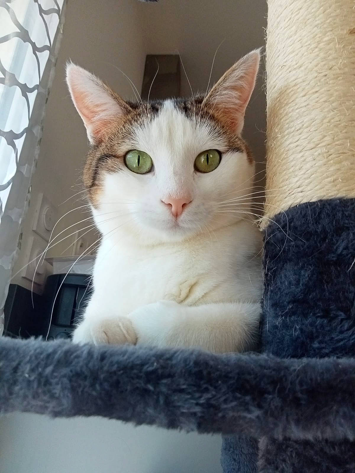 Dolly participe au concours pour gagner de l'argent avec cette photo : box, carnivore, cat, domestic_short_haired_cat, fawn, felidae, fur, linens, mesh, pattern, paw, pet_supply, small_to_medium_sized_cats, snout, tail, whiskers