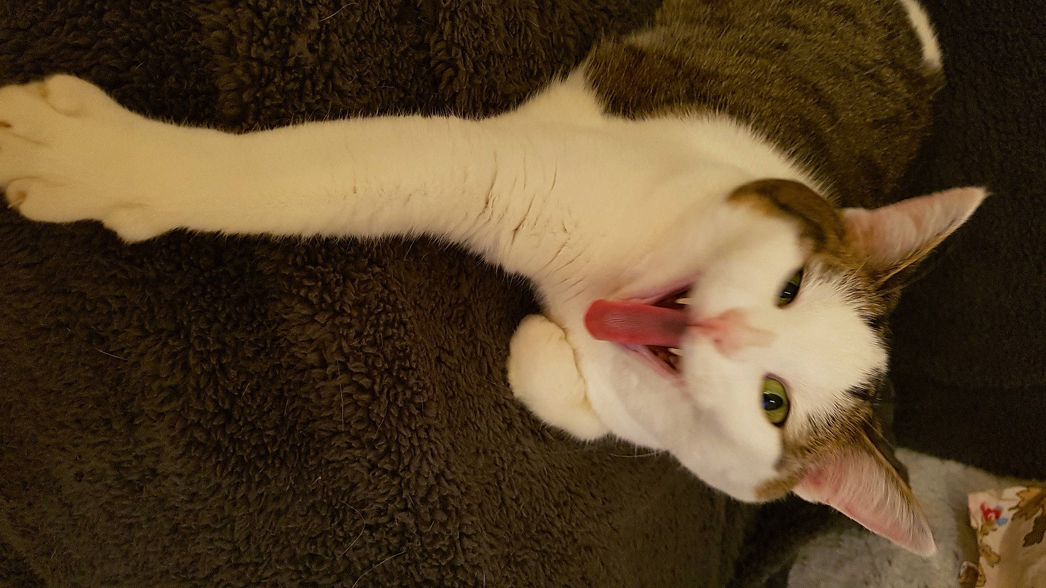 Dolly a rejoint le concours — aidez-le/la à gagner de superbes lots ! carnivore, cat, claw, domestic_short_haired_cat, fawn, felidae, fur, paw, small_to_medium_sized_cats, snout, tail, whiskers