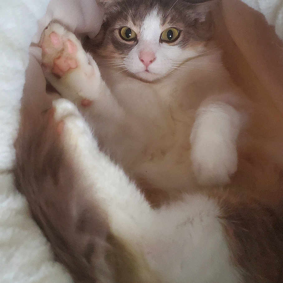 Simba participe au concours pour gagner de l'argent avec cette photo : animal, bed, brown, cat, closeup, comfort, cozy, cuddly, curious, cute, feline, fur, indoor, paw, pet, relaxed, resting, sleeping_area, soft, white