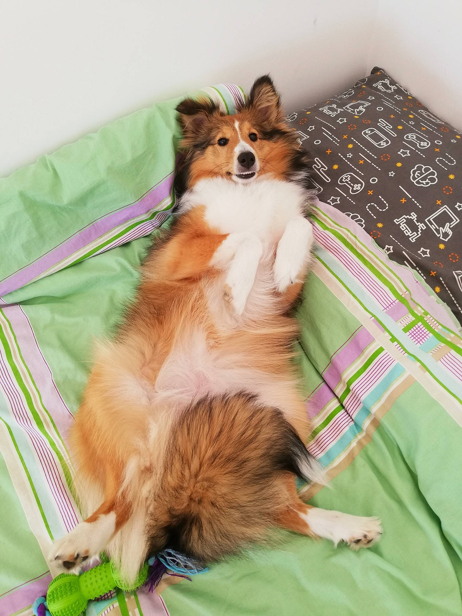 Pandora participe au concours pour gagner de l'argent avec cette photo : bed, canidae, carnivore, collie, companion_dog, dog, dog_breed, puppy, rough_collie, scotch_collie, shetland_sheepdog