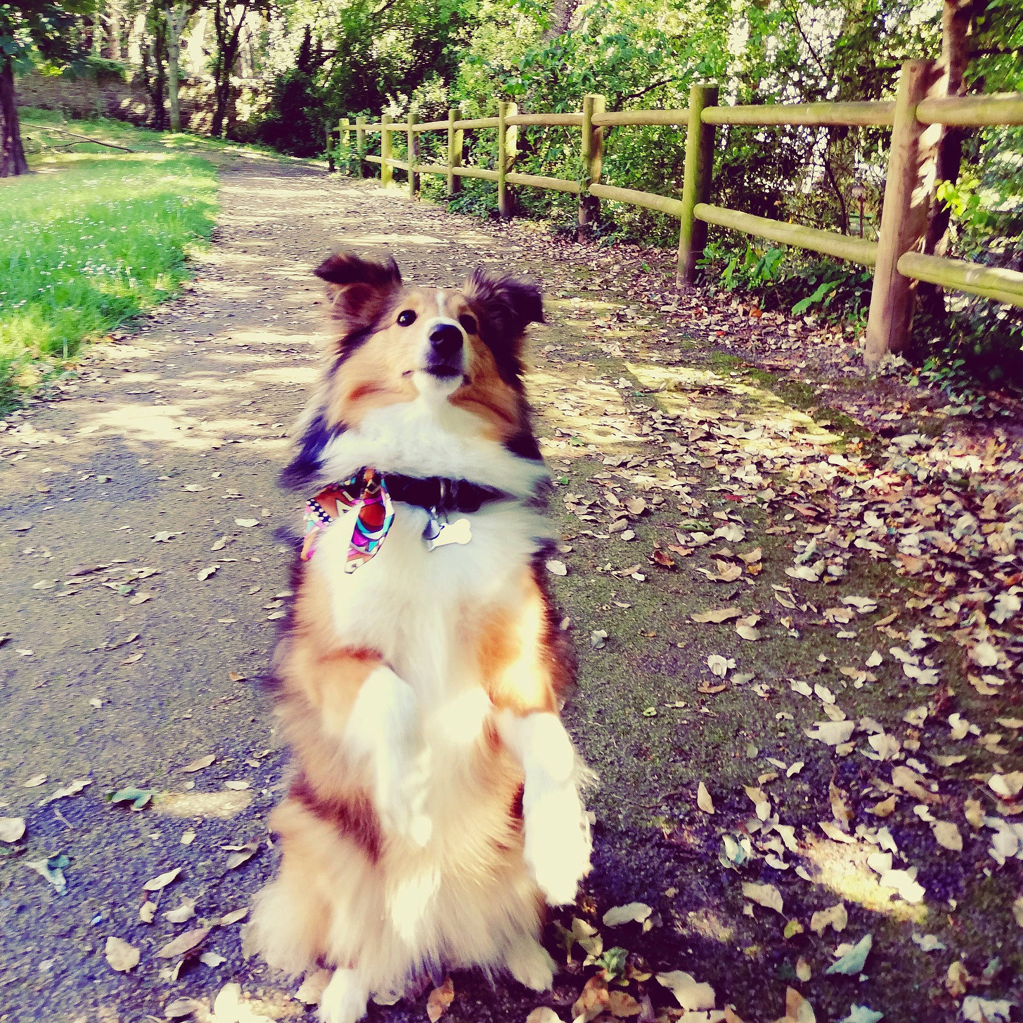 Pandora a rejoint le concours — aidez-le/la à gagner de superbes lots ! australian_shepherd, border_collie, canidae, carnivore, companion_dog, dog, dog_breed, forest, herding_dog, leaf, mammal, miniature_australian_shepherd, plant, rough_collie, shetland_sheepdog, sporting_group, sunlight, tail, tree, working_dog