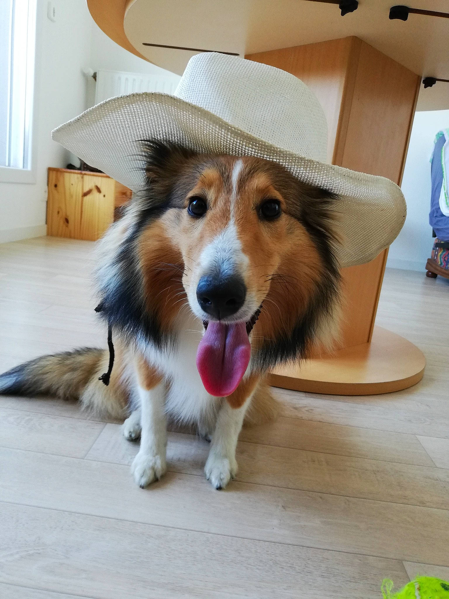 Pandora a rejoint le concours — aidez-le/la à gagner de superbes lots ! border_collie, canidae, carnivore, collie, companion_dog, dog, dog_breed, floor, fur, herding_dog, mammal, rough_collie, scotch_collie, shetland_sheepdog, smooth_collie, snout, vertebrate, whiskers