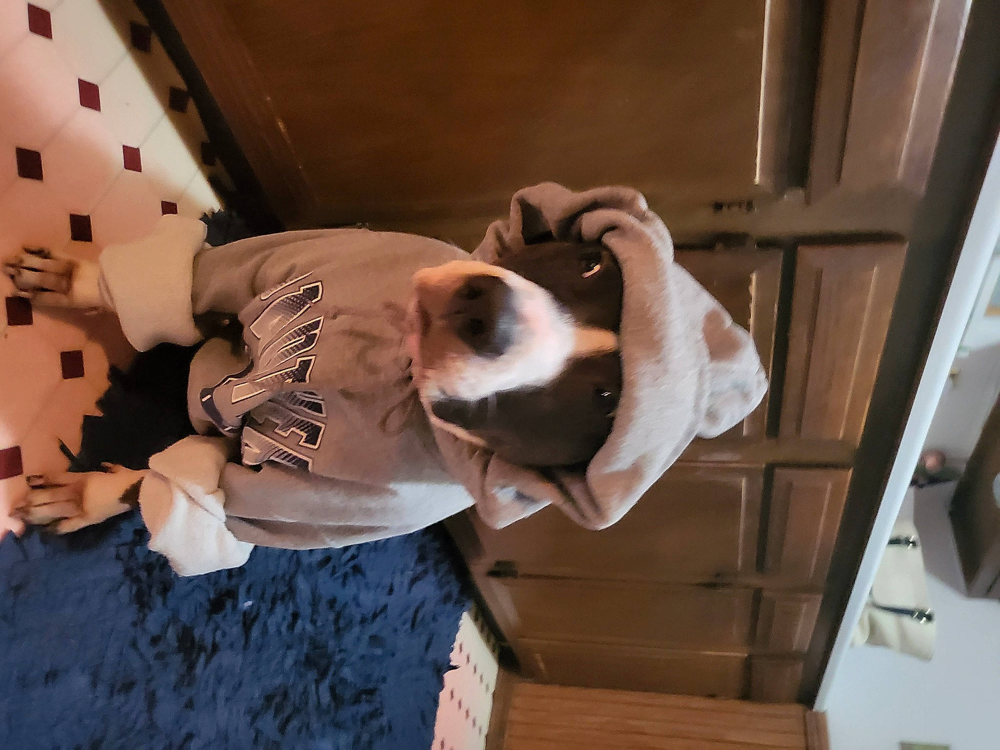 Tiki is registered to the contest to win money with this photo: canidae, carmine, carnivore, collar, comfort, companion_dog, dog, dog_breed, fawn, fur, non_sporting_group, puppy, scent_hound, sporting_group, whiskers, wood, working_animal