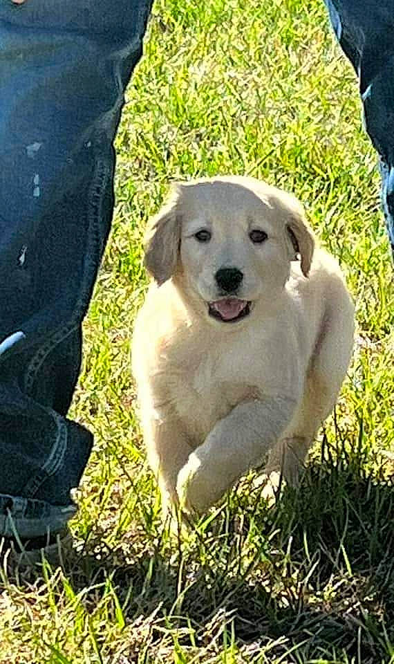 Allee is registered to the contest to win money with this photo: canidae, carnivore, companion_dog, dog, dog_breed, fawn, grass, gun_dog, labrador_retriever, livestock_guardian_dog, plant, puppy, snout, sporting_group, tail, terrestrial_animal, tree, working_animal, working_dog