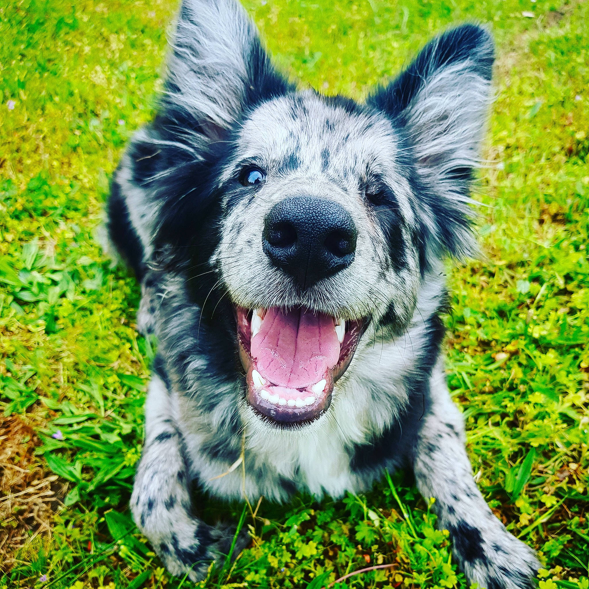 Zéro a rejoint le concours — aidez-le/la à gagner de superbes lots ! australian_cattle_dog, australian_collie, australian_shepherd, border_collie, canidae, carnivore, companion_dog, dog, dog_breed, grass, herding_dog, koolie, mammal, plant, rare_breed_dog, snout, sporting_group, texas_heeler, vertebrate, working_dog