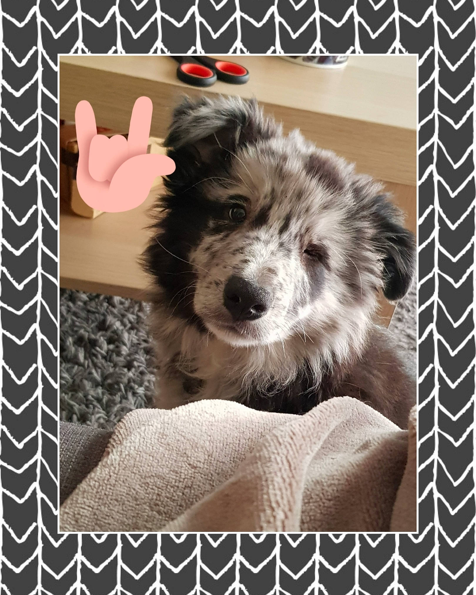 Zéro a rejoint le concours — aidez-le/la à gagner de superbes lots ! australian_shepherd, border_collie, canidae, carnivore, companion_dog, dog, dog_breed, mammal, morkie, paw, photo_caption, puppy, puppy_love, rare_breed_dog, schnoodle, working_dog