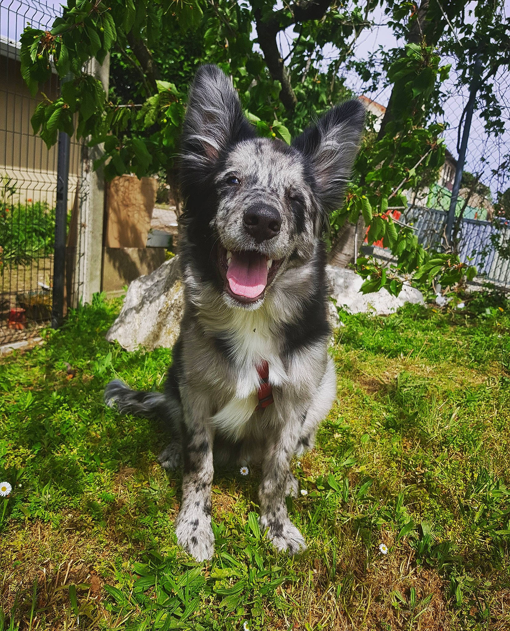 Zéro a rejoint le concours — aidez-le/la à gagner de superbes lots ! australian_shepherd, border_collie, canidae, carnivore, companion_dog, dog, dog_breed, herding_dog, mammal, rare_breed_dog, sporting_group